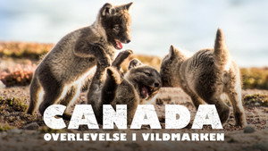 Canada: Surviving the Wild North háttérkép