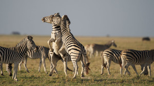 Nature: Great Zebra Exodus háttérkép