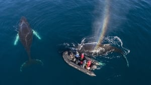 Whales in a Changing Ocean háttérkép