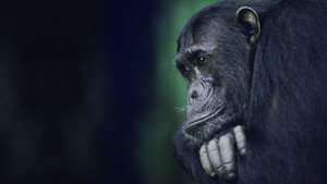 Kingdom of the Apes: Battle Lines háttérkép