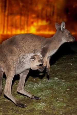 Bushfire Animal Rescue poszter