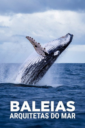 The Witness is a Whale poszter
