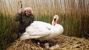 Attenborough's Wonder of Eggs háttérkép