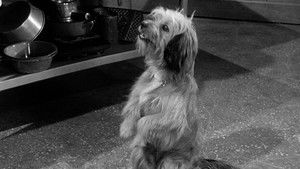Petticoat Junction 2. évad Ep.6 6. epizód