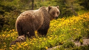 Bear Island háttérkép