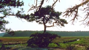 Jasper Beach and The Salt Marsh háttérkép