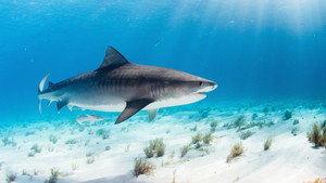 World's Biggest Tiger Shark háttérkép