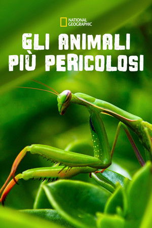 Csúcsragadozók poszter