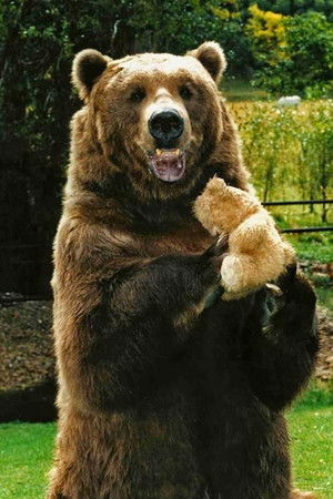 Bart The Bear profil kép
