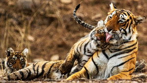My Tiger Family háttérkép