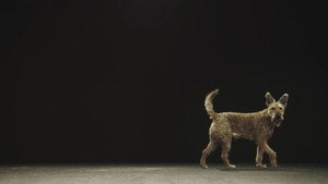 Hund und Mensch: Das Geheimnis einer Freundschaft háttérkép