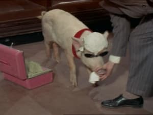 Green Acres Season 4 Ep.19 19. epizód