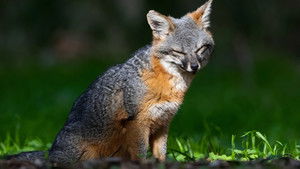 Le renard qui a sauvé son île háttérkép