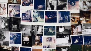 New York Cat Crisis háttérkép