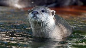 West Coast Otters háttérkép