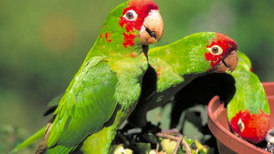 The Wild Parrots of Telegraph Hill háttérkép