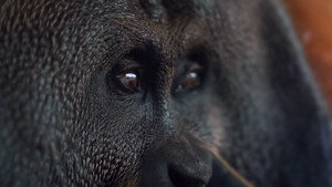 Orang. Utan. háttérkép