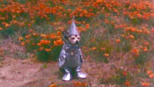 The Tin Woodman's Home Movie #2: California Poppy Reserve, Antelope Valley háttérkép