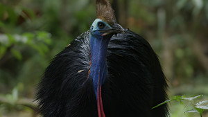 Dino Bird háttérkép