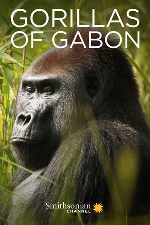 Gorillas of Gabon poszter