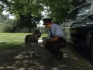 The Littlest Hobo 4. évad Ep.2 2. epizód