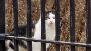 The Cat Rescuers háttérkép