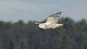 A Winter's Tale: The Journey Of The Snowy Owls háttérkép