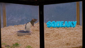 Squeaky the Rat háttérkép
