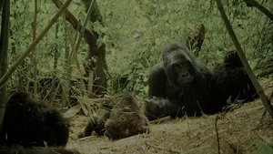 Wild Africa háttérkép