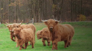 Der Pfälzerwald rund ums Jahr kép