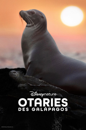 Galápagos oroszlánfókái poszter
