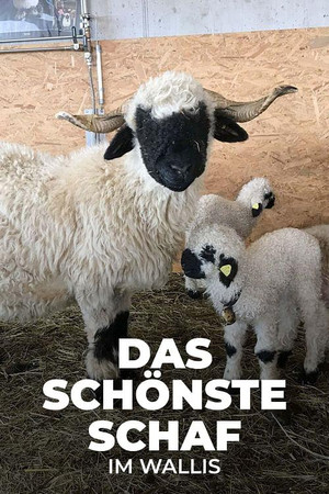 Das schönste Schaf im Wallis poszter