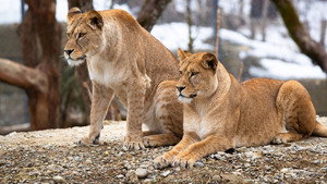 Histoires de lionnes háttérkép