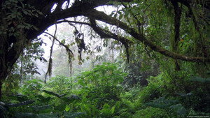 Song from the Forest háttérkép