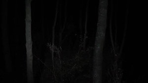 Malgré la nuit háttérkép