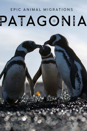 Epic Animal Migrations: Patagonia poszter