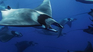 Mobula, la légende des diables háttérkép