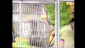 SMAP×SMAP 2. évad Ep.9 9. epizód