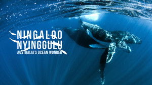 Ningaloo: Az ausztrál óceán csodája kép