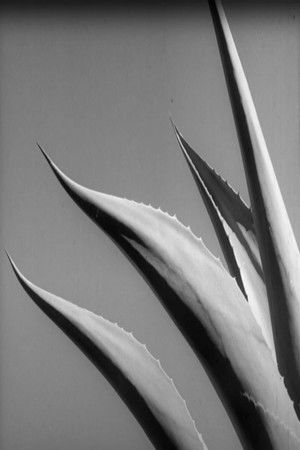 Magueyes poszter