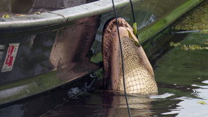 Swamp People 17. évad Ep.11 11. epizód