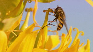 Insect World háttérkép