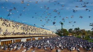 Million Dollar Pigeons háttérkép