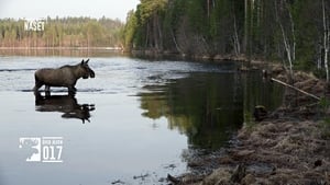 Den stora älgvandringen Season 1 Ep.15 15. epizód