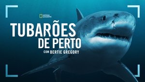A cápák világa Bertie Gregoryval háttérkép