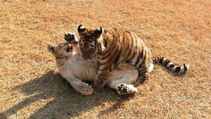 Unlikely Animal Friends 1. évad Ep.5 5. epizód