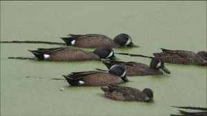 PBS Nature - An Original DUCKumentary háttérkép