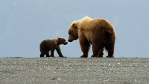Great Bear Stakeout kép