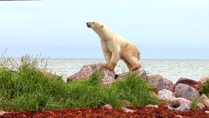 Polar Bears: Ice Bear háttérkép