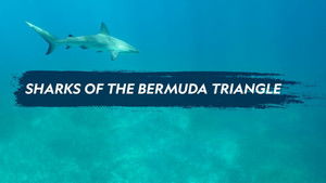 Sharks of the Bermuda Triangle háttérkép
